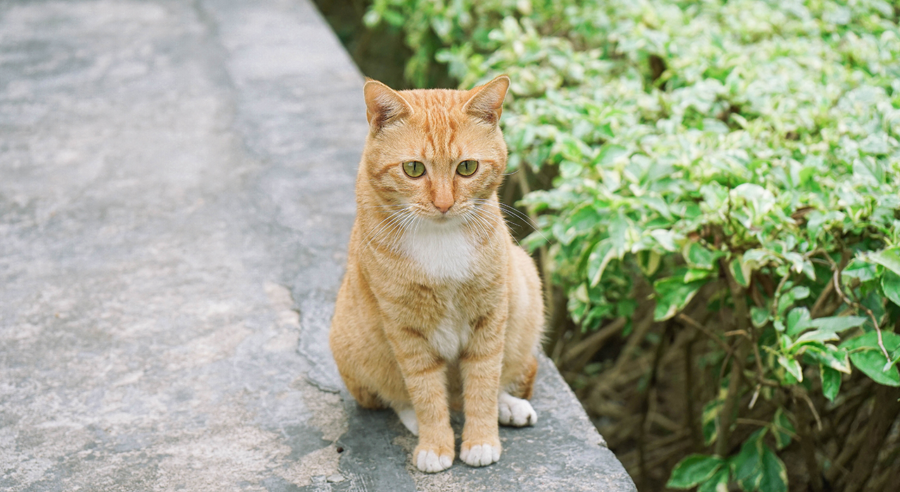 お座りするセーノという名の猫